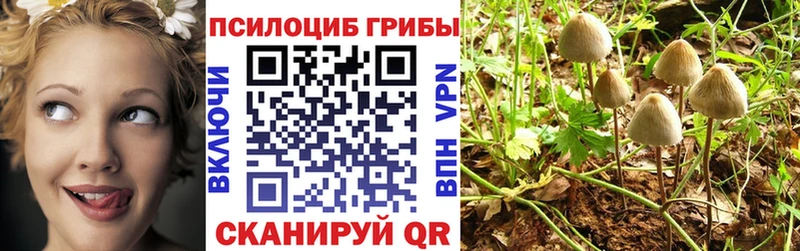 Галлюциногенные грибы Psilocybe  Купить  Никольск 